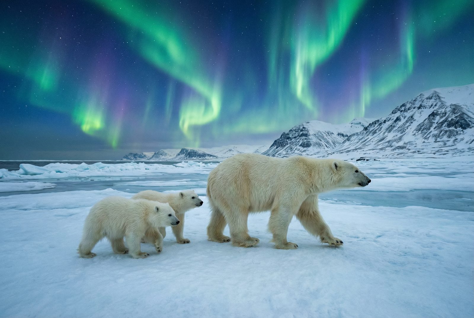 糖心北极熊极光视频